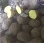 картофель в Пскове и Псковской области 5