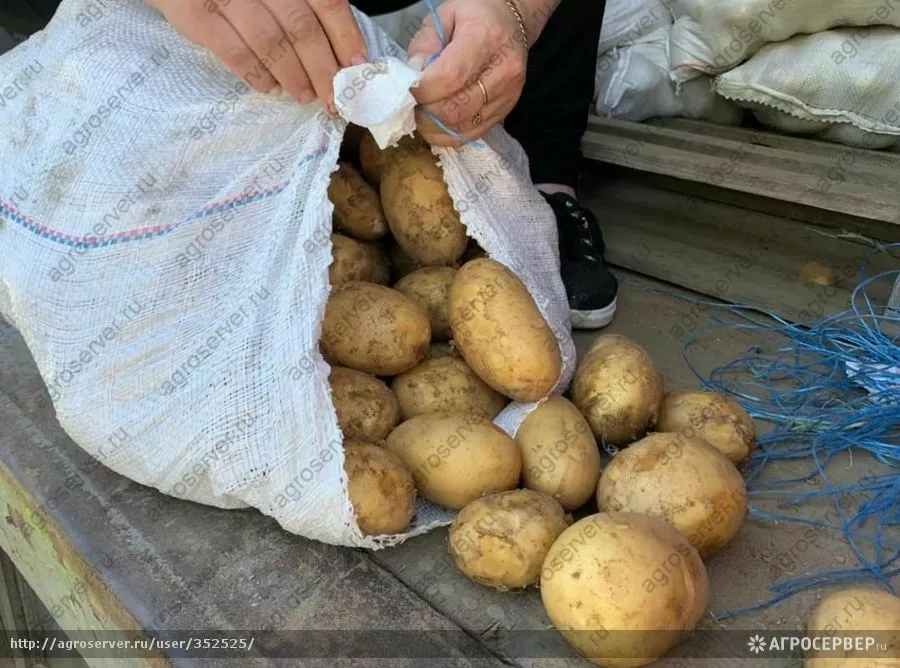 картофель в Пскове и Псковской области